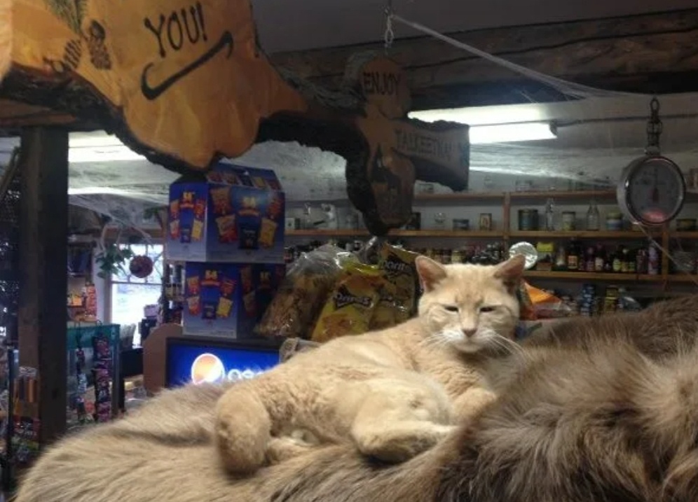 Кот Стаббс. Мэр городка Талкитна на Аляске.