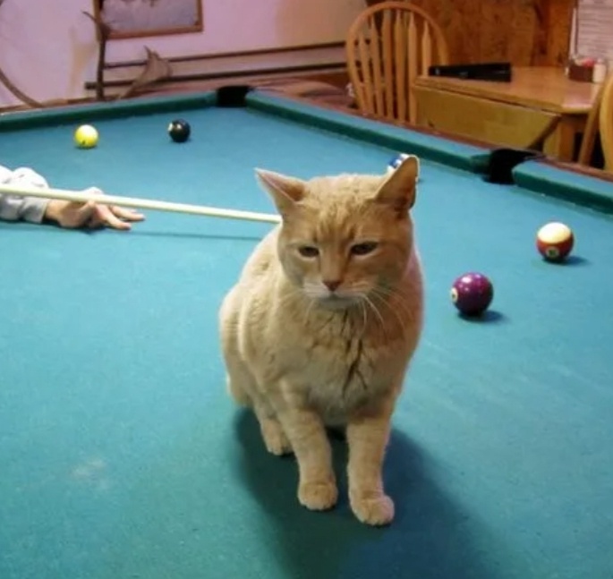 Кот-мэр честно исполняет свои обязанности.