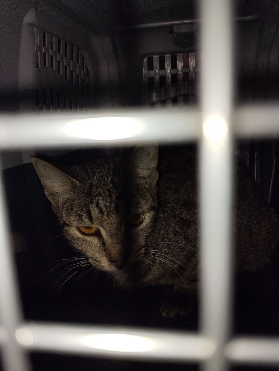 Эх, жаль не видно твоих медовых глаз, девочка!