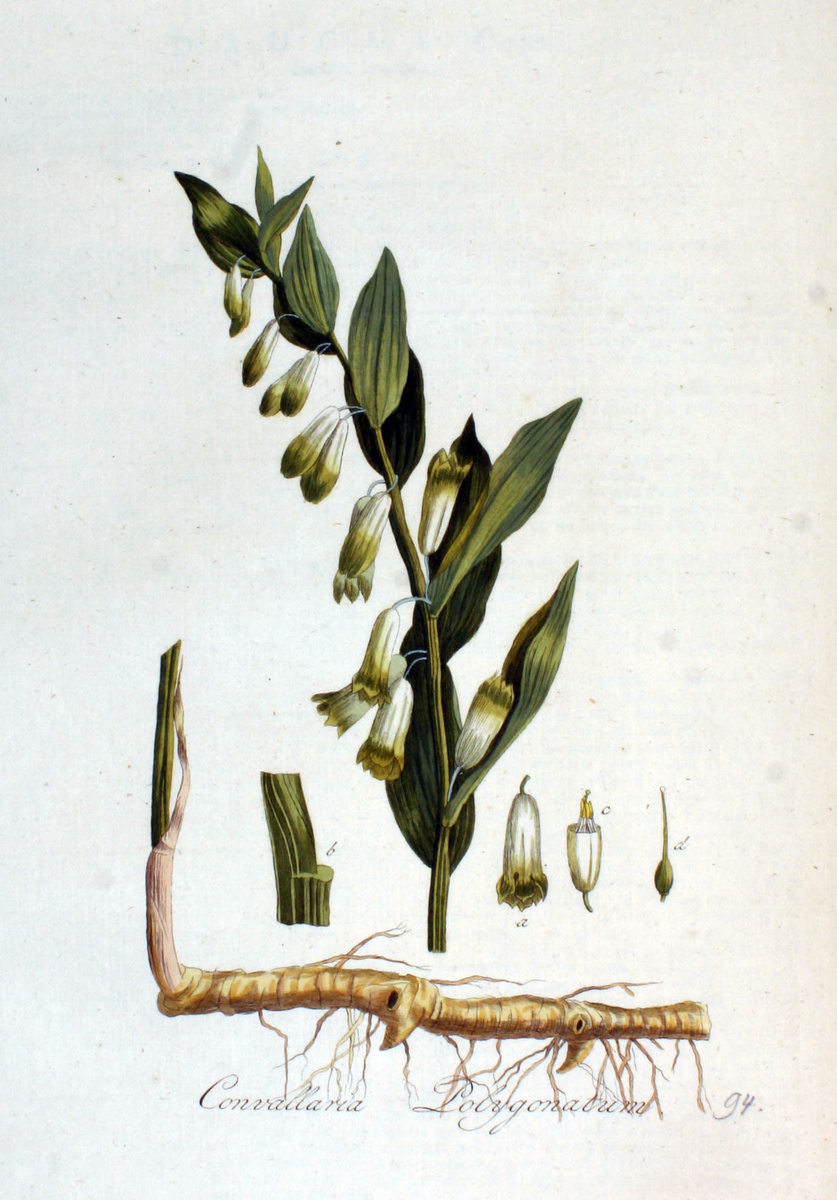 Купена лекарственная (источник: www.BioLib.de)