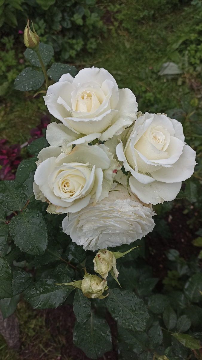 Есть еще одна белая роза. Но она чайно-гибридная. К сожалению был пересорт и теперь две белые розы рядом. 