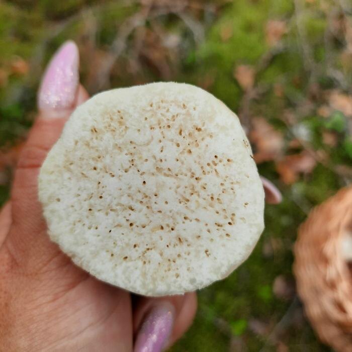 Боровики единичные, червивость 100%
Фото: Юлия Алексеева-Романова