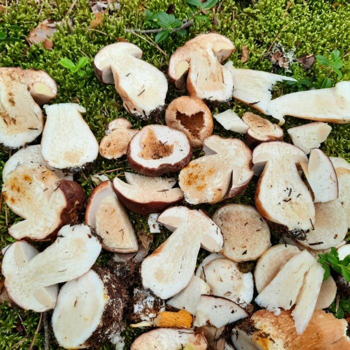 Боровики единичные, червивость 100%
Фото: Юлия Алексеева-Романова