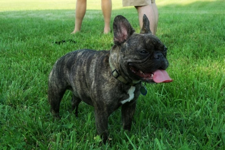 И тут мне предлагают выбор. Серьёзно? Между женщиной, с которой я планировал свадьбу через месяц, и собакой, которая считает меня своим личным солнцем?
