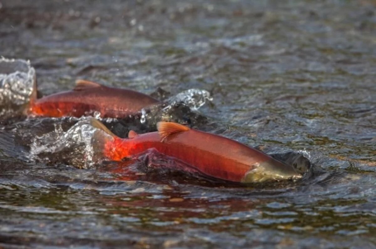    В Кроноцком заповеднике начался нерест нерки