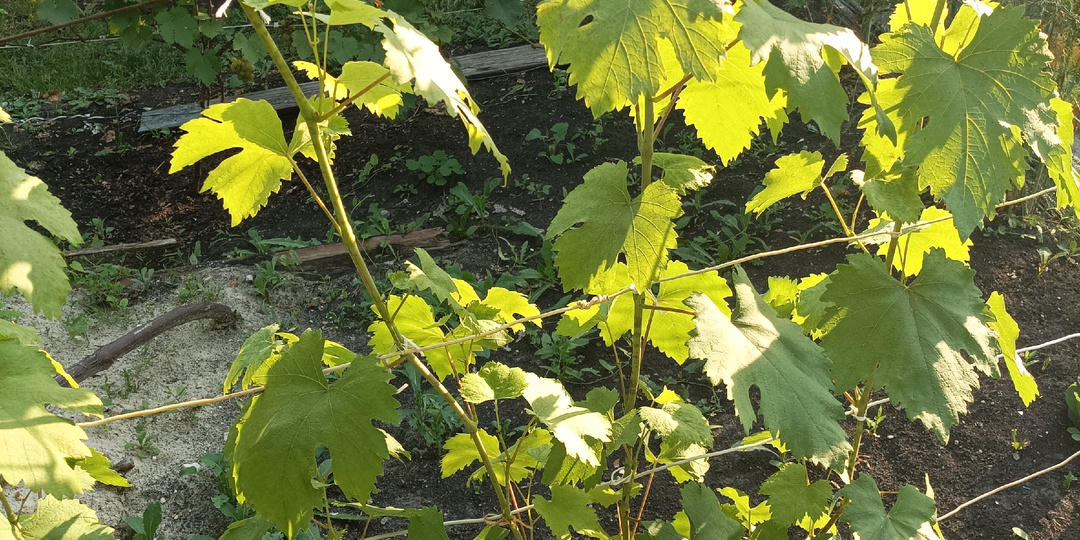 Молодой двухлетний куст винограда в начале августа 2025г.