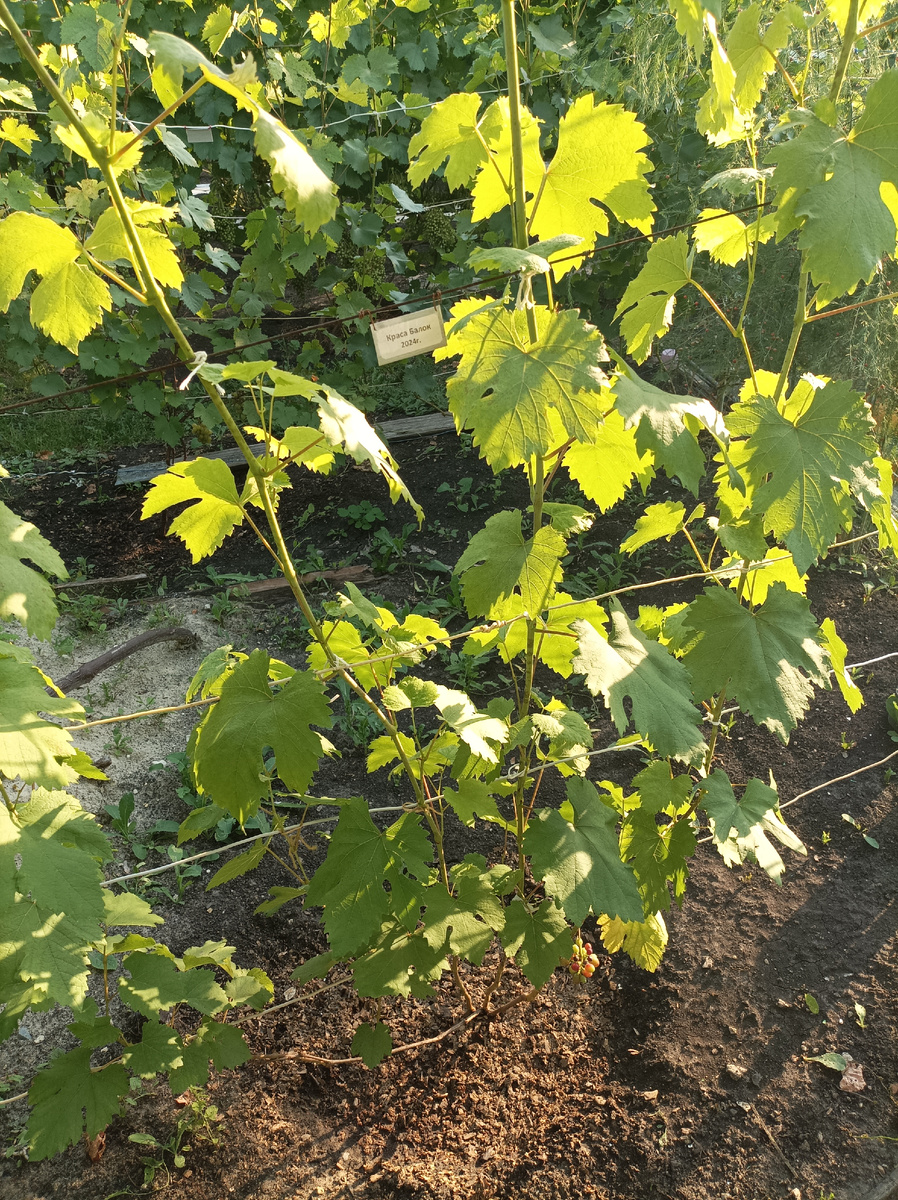 Краса балок