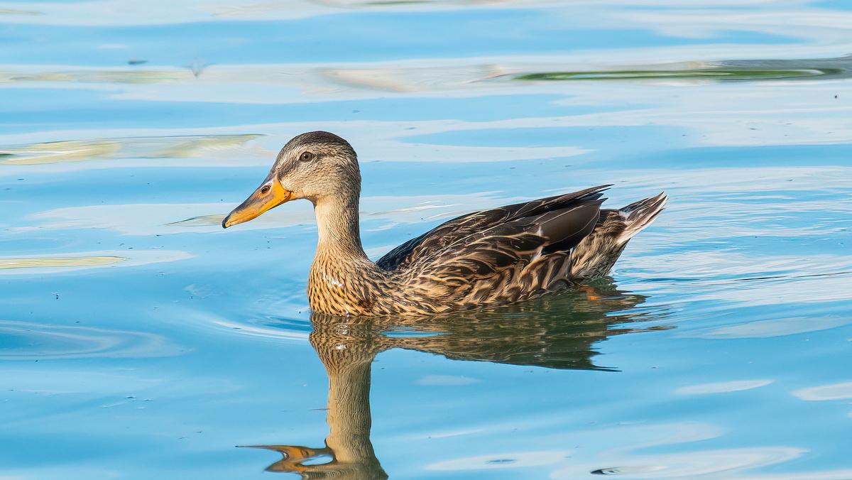 Река Обь. Новосибирск. Фотография - www.openmainphoto.ru