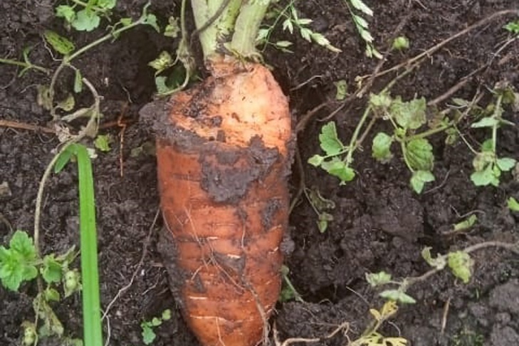    Полёвки уже уничтожили урожай моркови в НСО. Фото Алексея Яновского