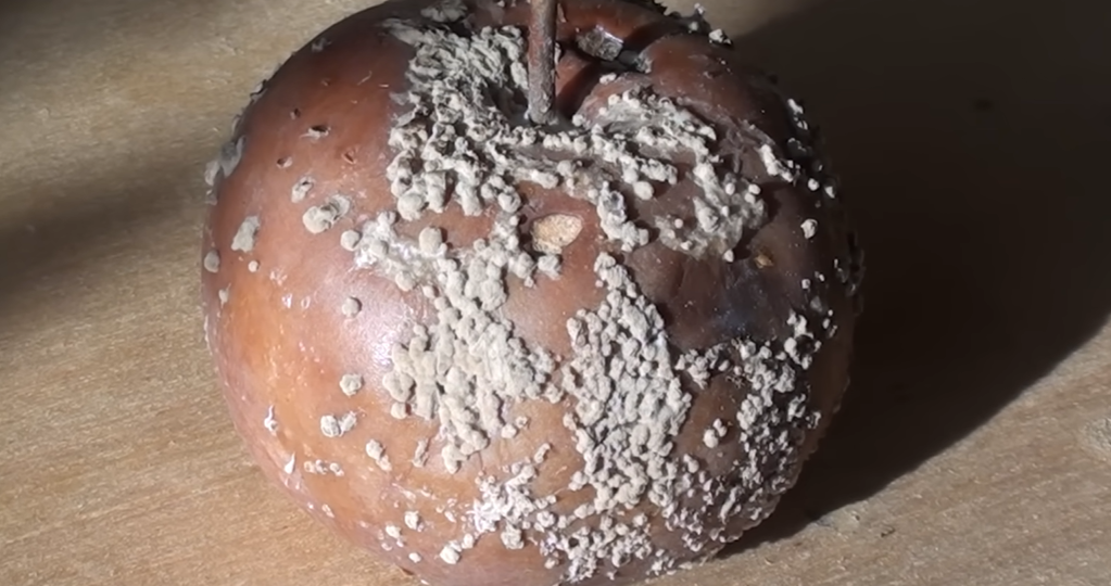 Яблоки гниют прямо на ветках? Что делать, как лечить?