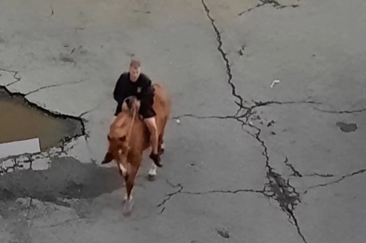    В Комсомольске двое мужчин угнали коня и устроили гонки по улице