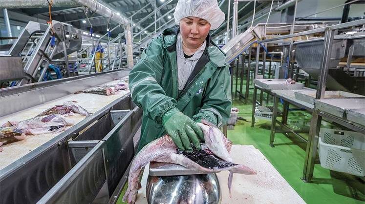   ЮРИЙ СМИТЮК/ТАСС Производство рыбной продукции в прошлом году упало на 4% — с 4,55 млн до 4,3 млн тонн