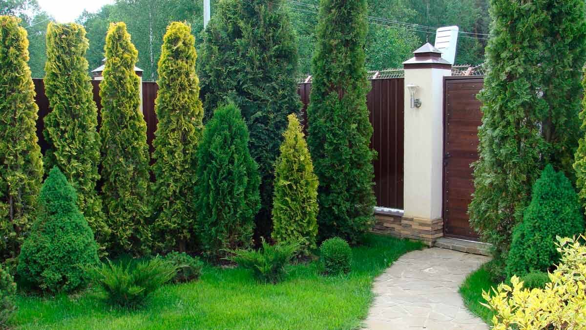 Запрет на обрезку деревьев на участке