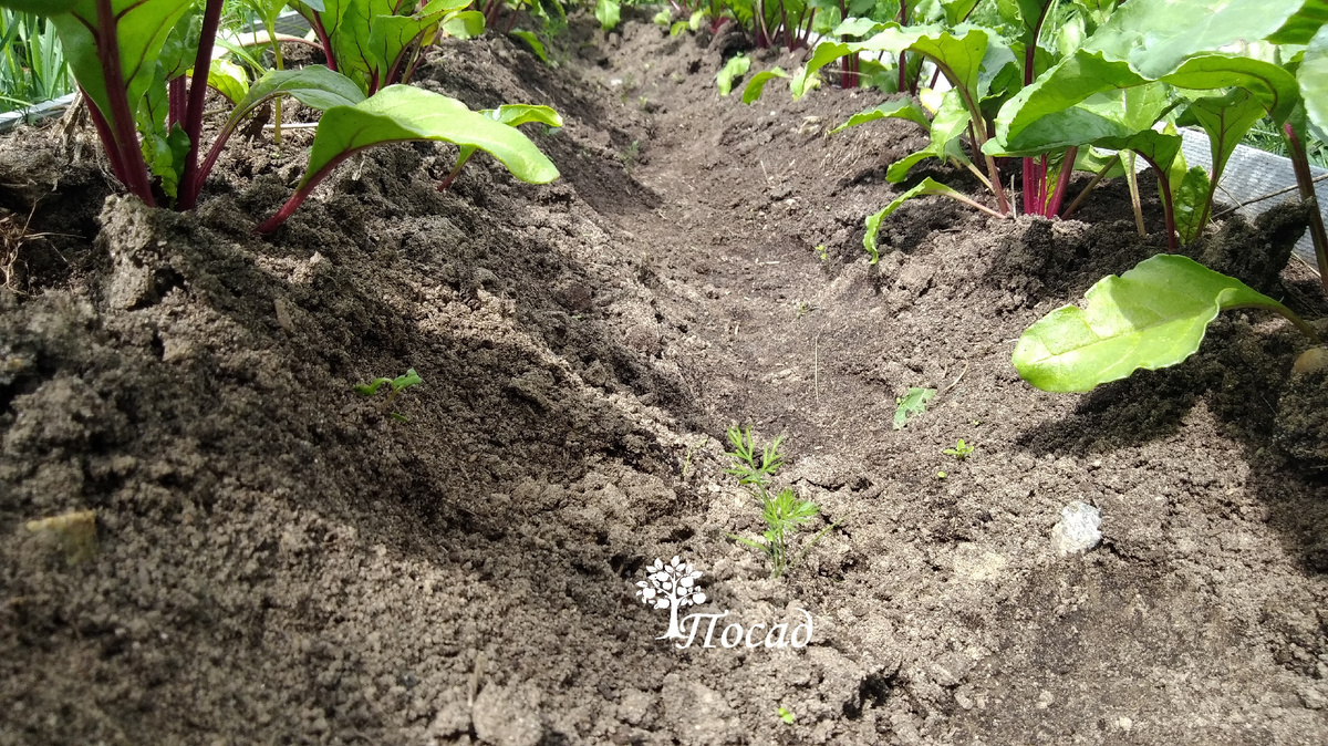 Свёкла в начале вегетации.