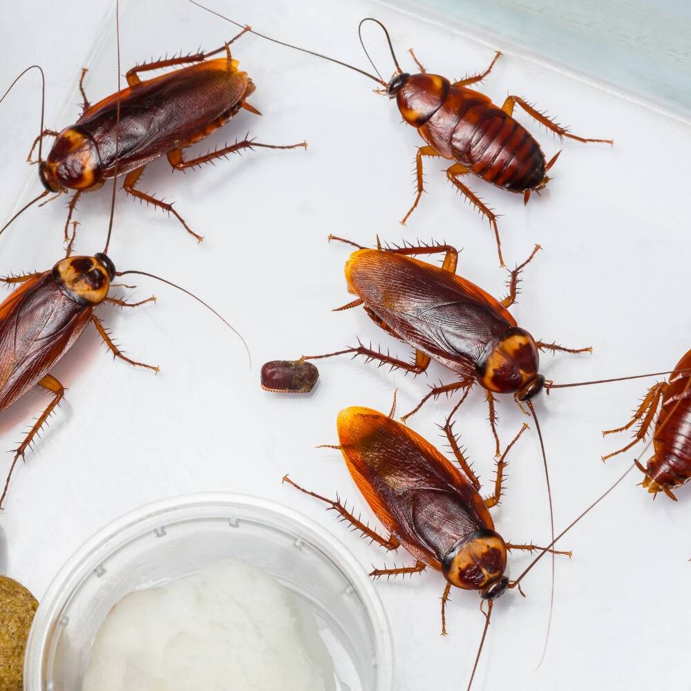 Тараканы в доме , что делать ?