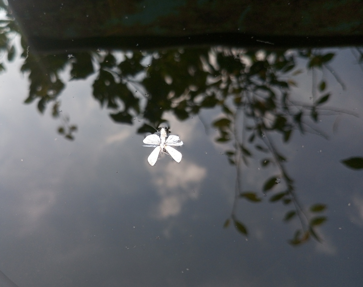 Бабочка. Фото автора.