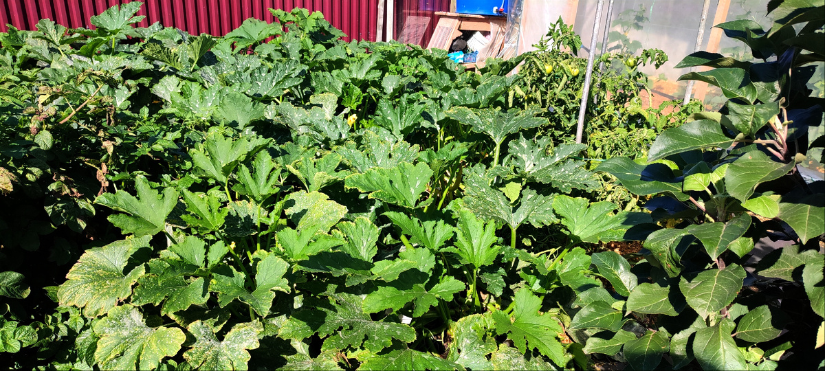 Так-то плантация кабачков была практически здоровая. 