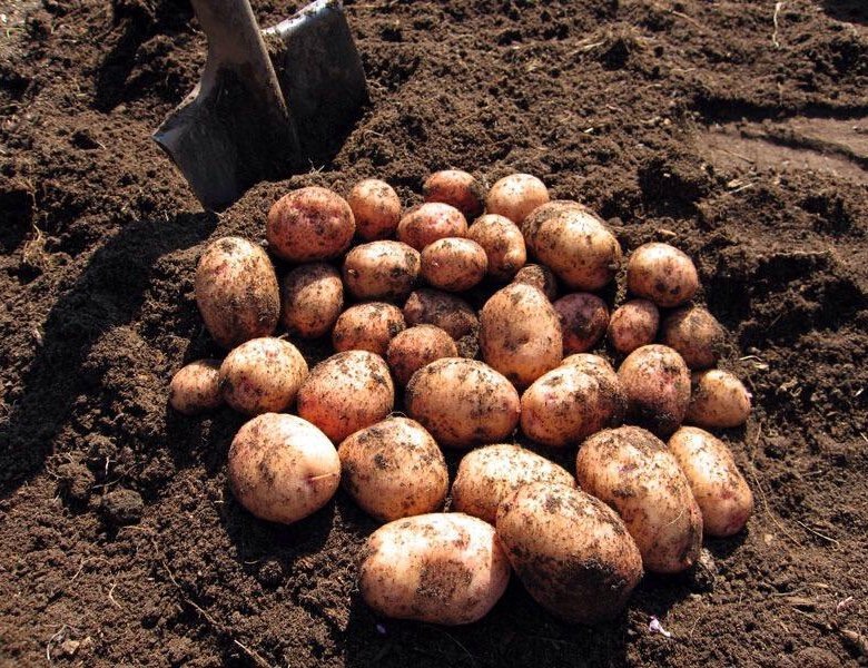 Вот сколько отличного картофеля подарит один куст, если он рос в хорошо удобренной почве
