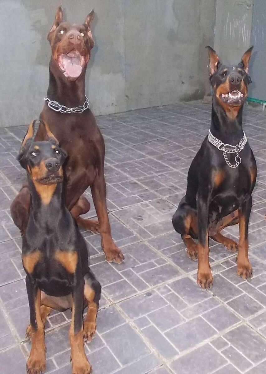 Доберманы - моя вечная любовь...