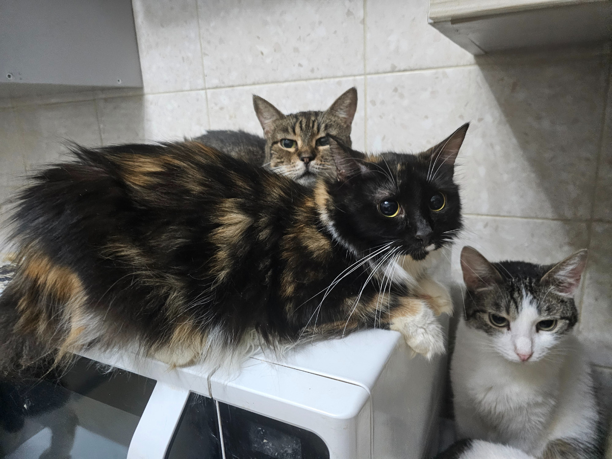 Маргоша. Крупская. Братец Светофор болеют фип. Маргошу выбросили с 7 этажа. Крупскую избили малышкой и она спинальник, но у меня получилось ее поставить на ноги. А Братец просто родился не желанным малышом.