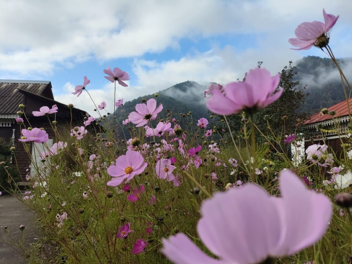 Непревзойденные виды