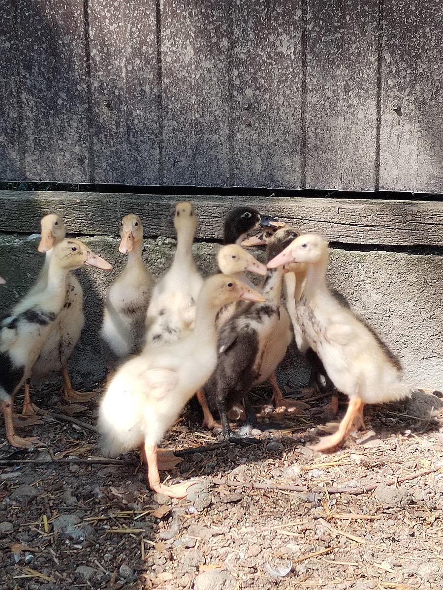 Утята Индийский бегунок. 