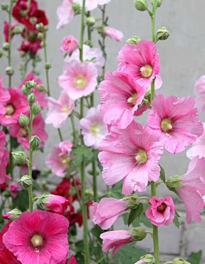 Фотографии автора.