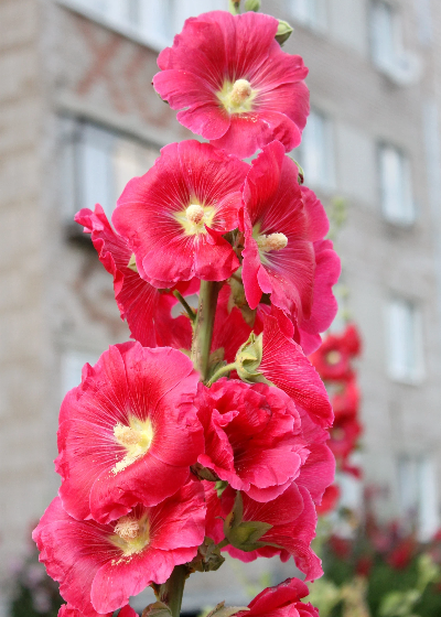 Фотографии автора.