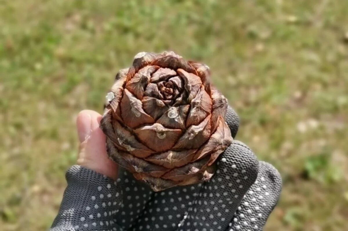    В Таштаголе во время сбора шишек пропал 14-летний подросток