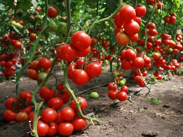 МИНИ-СПРАВОЧНИК ПО ВЫРАЩИВАНИЮ ПОМИДОРОВ