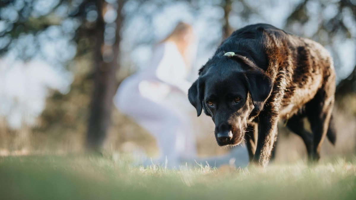    Частота стула у питомца — важный показатель его здоровья.