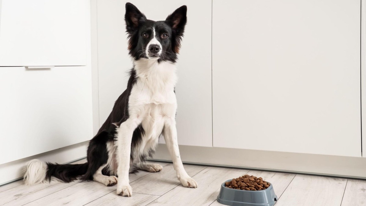    Некачественный корм или избыток клетчатки в рационе может быть причиной слишком частого стула.​