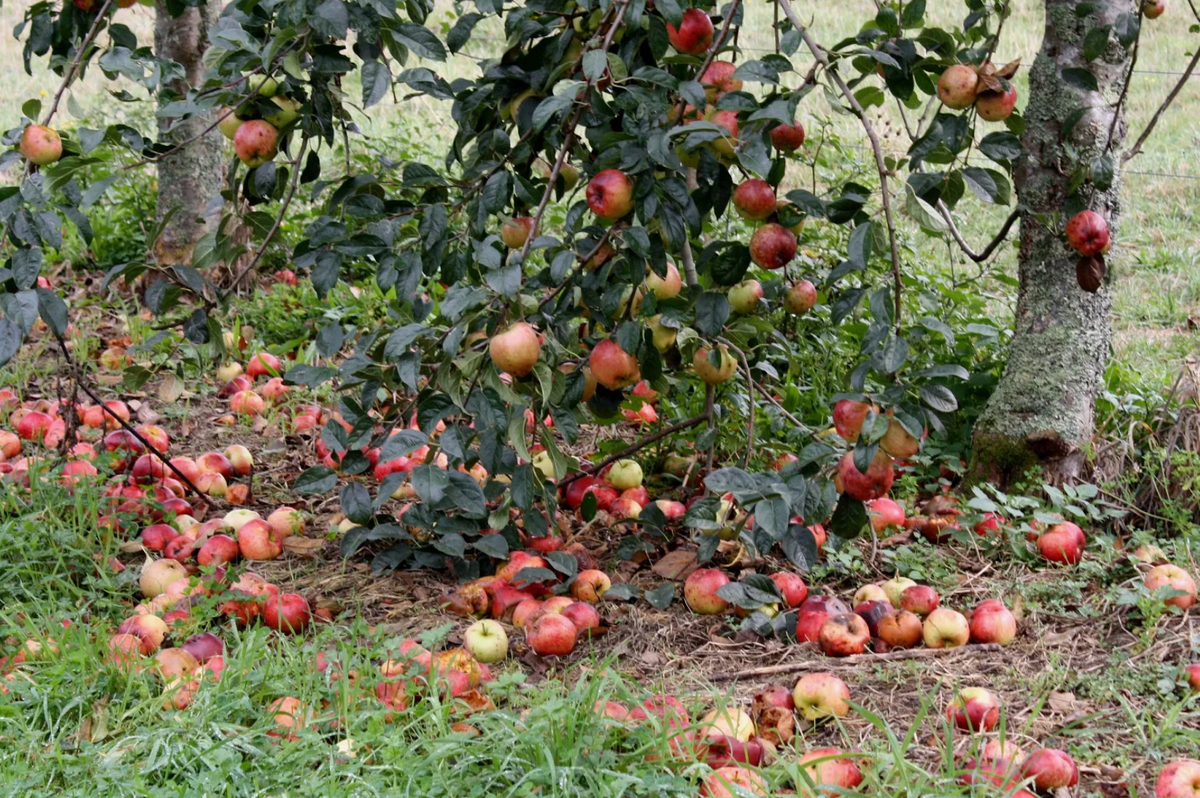 Источник фото: bengali.krishijagran.com