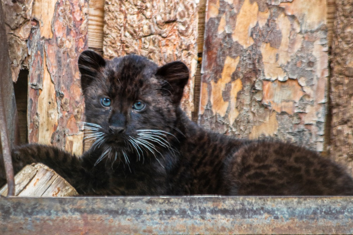    Фото: Илья Болдырев-Никитин
