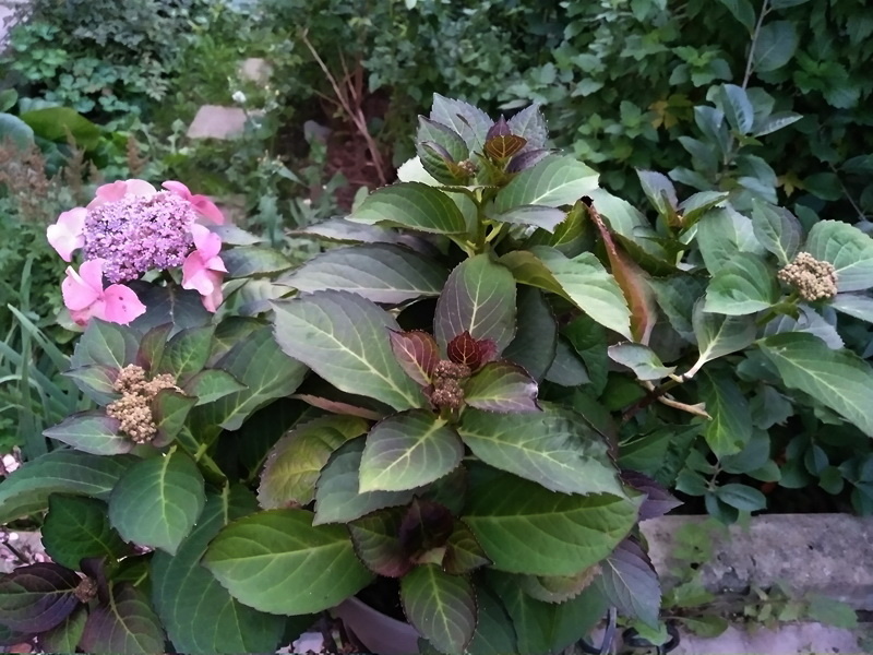 Крупнолистная гортензия «Тиффани пурпл» в середине августа на бутонах. Личное фото автора