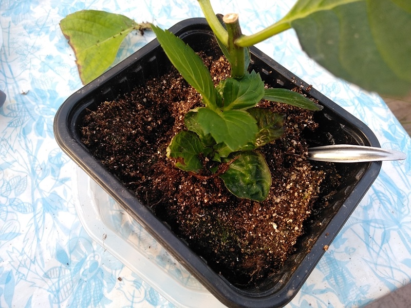 Укоренившийся черенок с комом земли приподняла ложкой