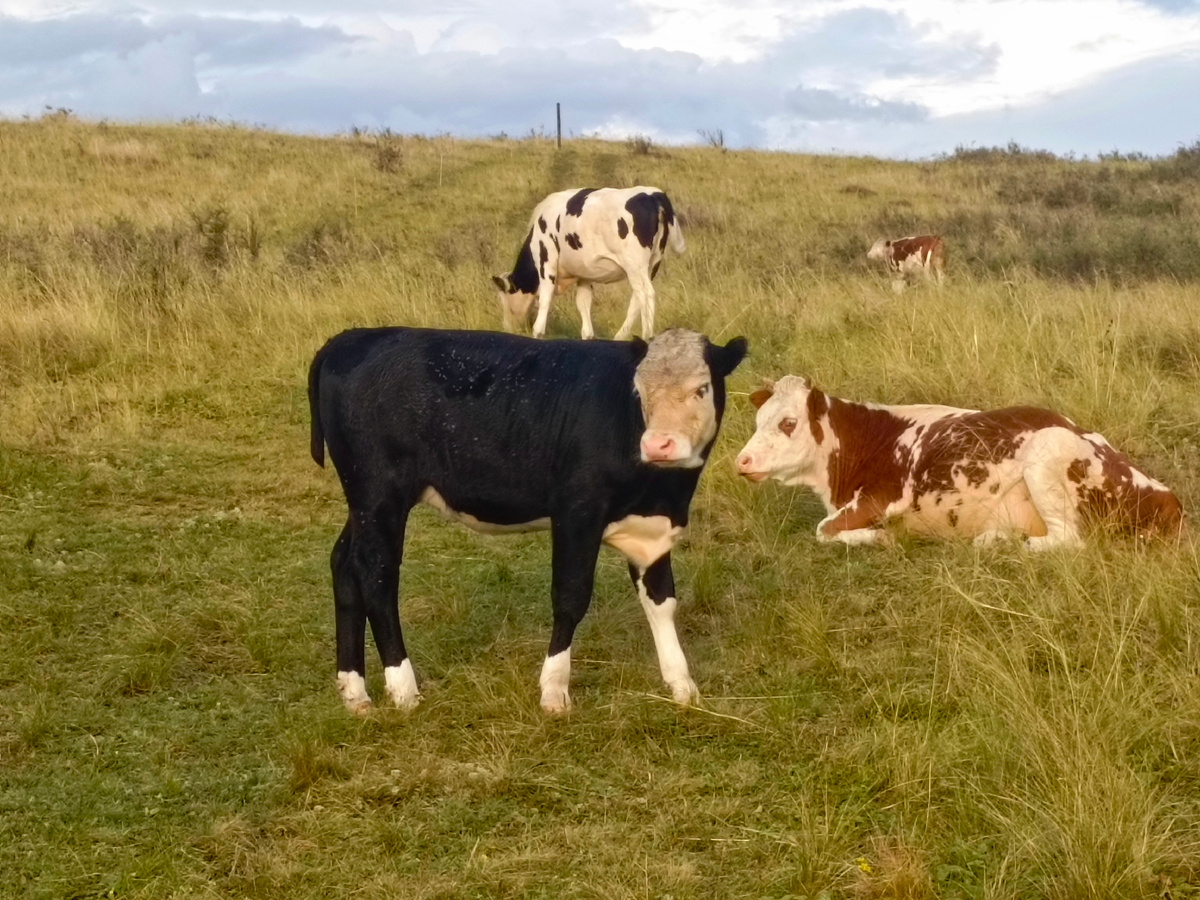 Безухохвостая Ежевичка.  ☺️