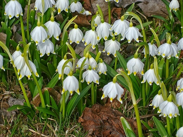 Сорт Гравети Гиант