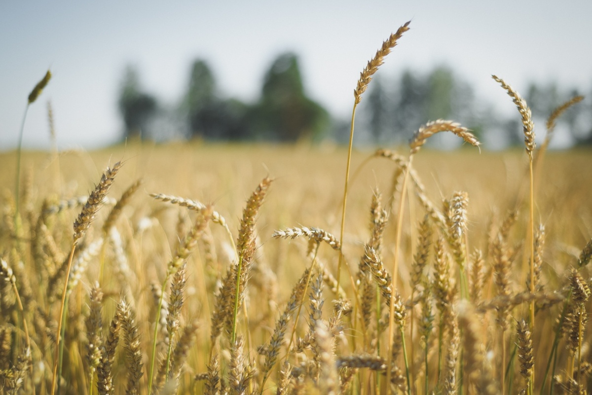    Пшеница. Фото: Дарья Ильина © REX