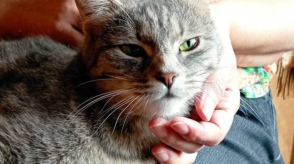 🔥 Сара умоляла о помощи… Но мир проходил мимо