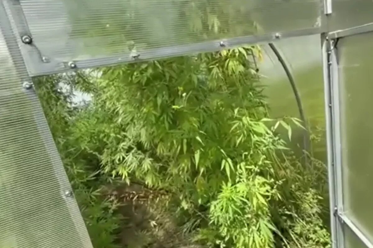    Хабаровчанин вырастил 500 кустов конопли в теплице и на даче