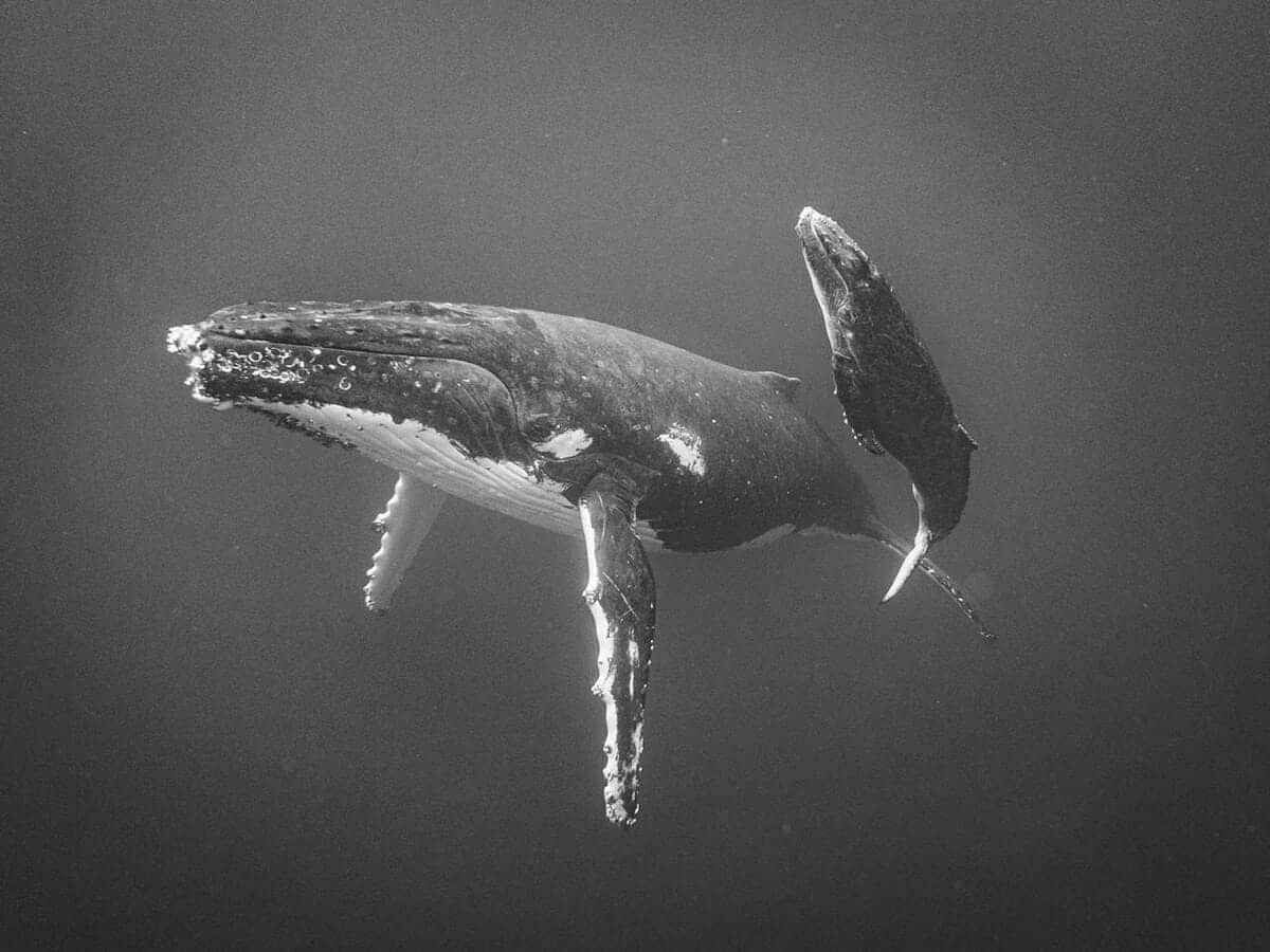    Победитель в номинации «Животные»: Киты, Джейн Паркер, Новая Зеландия / © iPhone Photography Awards 2025