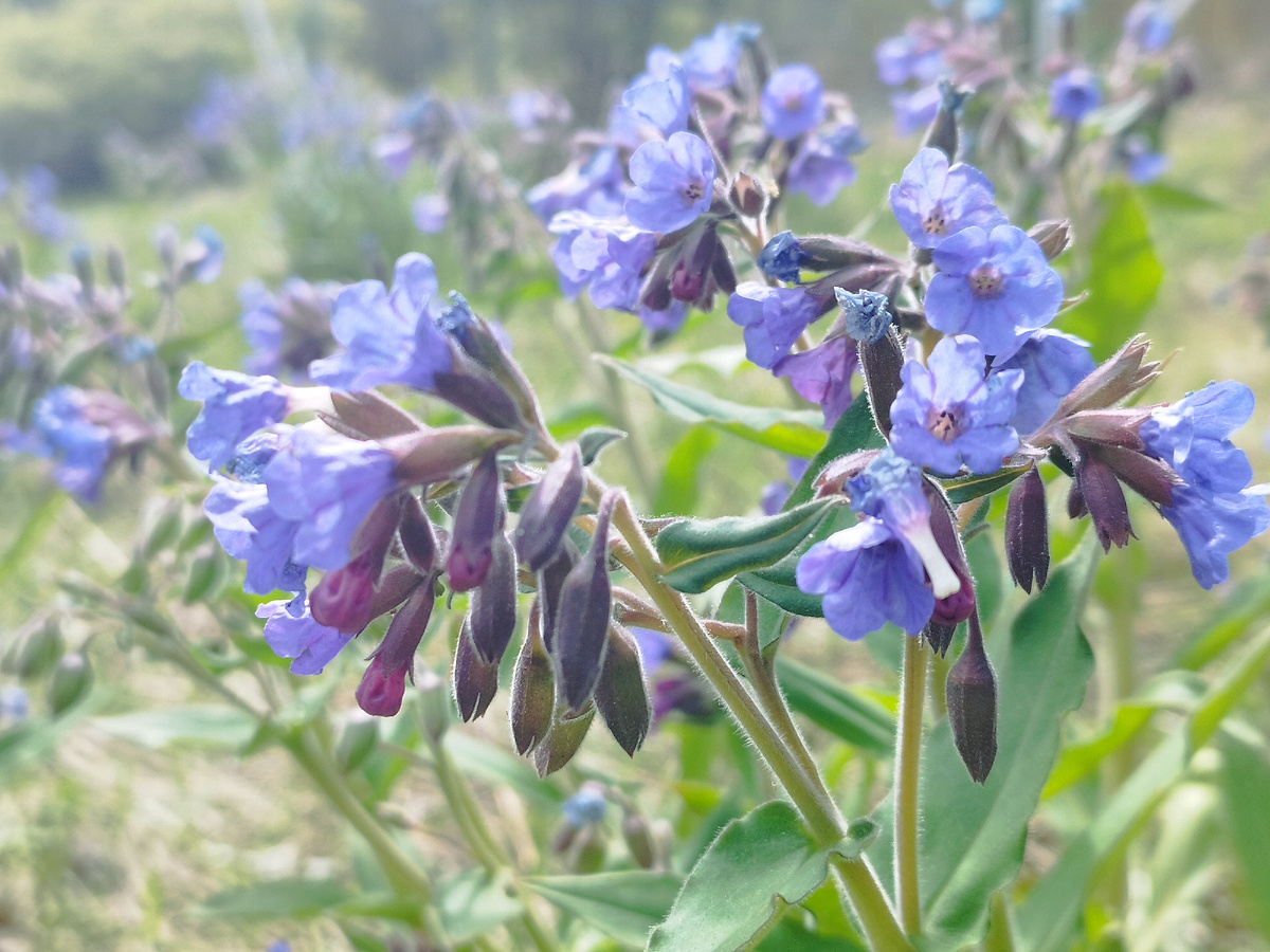 У меня не подснежник, а медуница, но всё равно понятно. что синий - это весна.