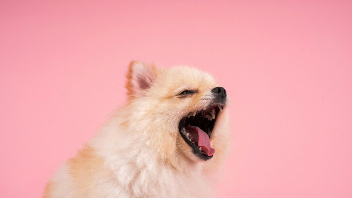    Зевота может быть признаком легкого волнения или усталости.