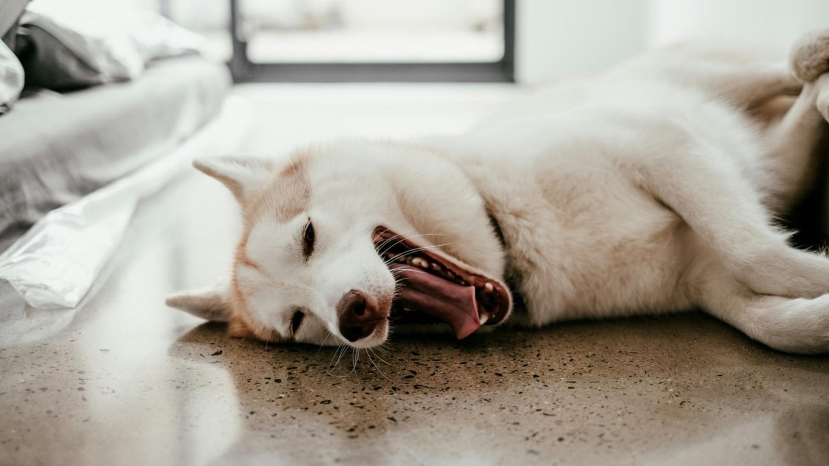    Иногда собаки используют зевоту как способ успокоить себя.