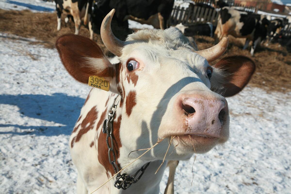    © Игорь Катаев