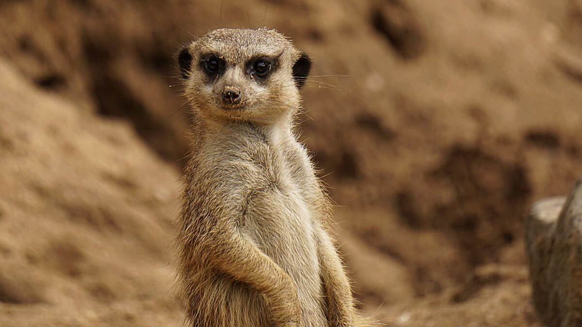 Яндекс Картинки.