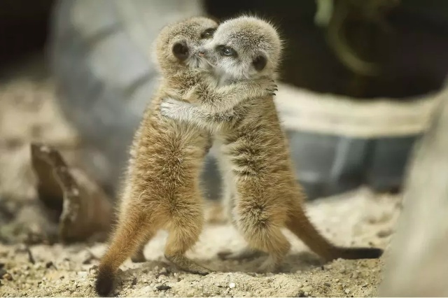 Яндекс Картинки.