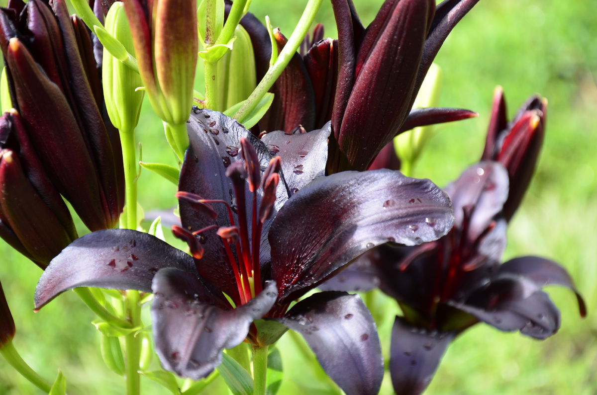 Найт Райдер