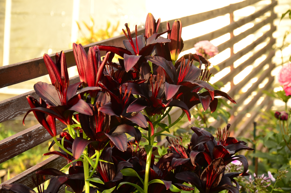 Найт Райдер